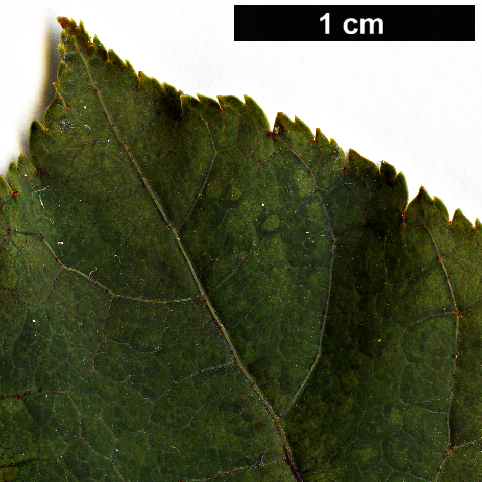 High resolution image: Family: Sapindaceae - Genus: Acer - Taxon: laxiflorum - SpeciesSub: var. longilobum